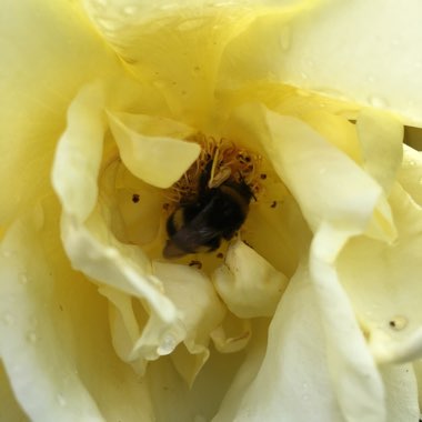 Rosa (Climbing)