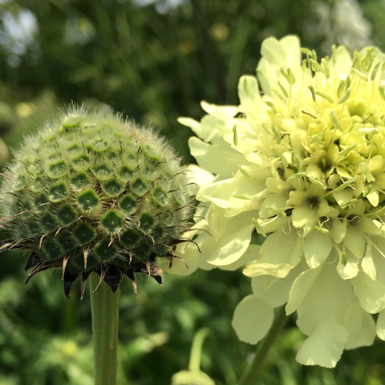 Plant image Cephalaria gigantea syn. Cephalaria caucasica ; Cephalaria tatarica