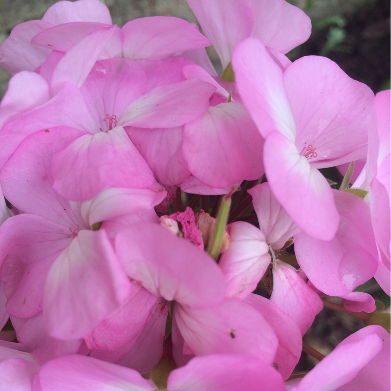 Ana's garden