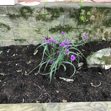 Spiderwort