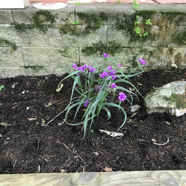 plant image 1338794