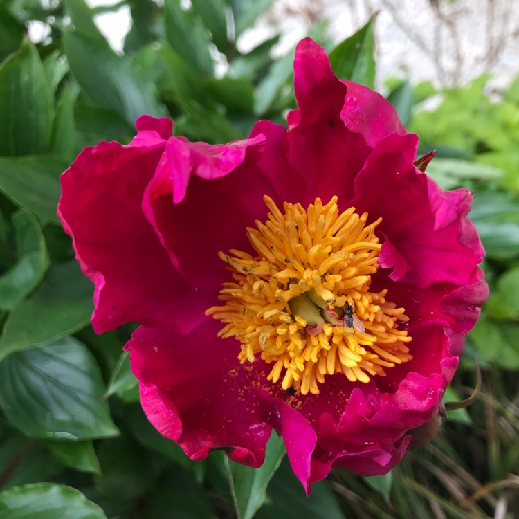 plant image 1071720