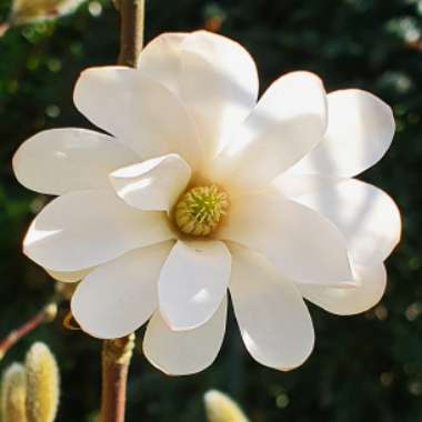 Magnolia stellata