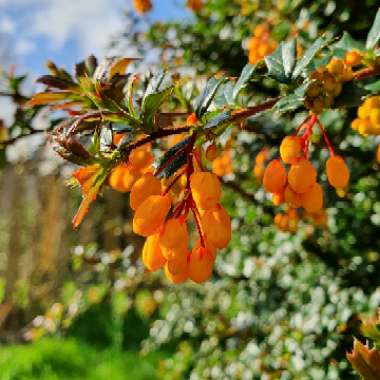 Berberis darwinii