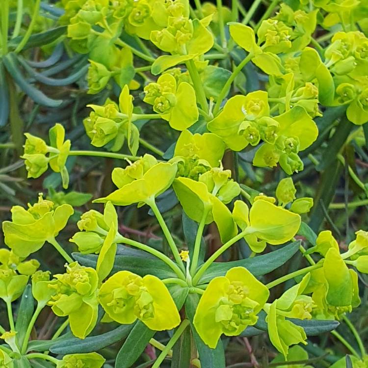 Plant image Euphorbia cyparissias 'Fen's Ruby'