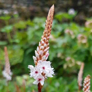 Persicaria Affinis