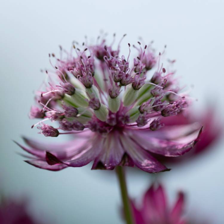 Plant image Astrantia major 'Star of Fire'