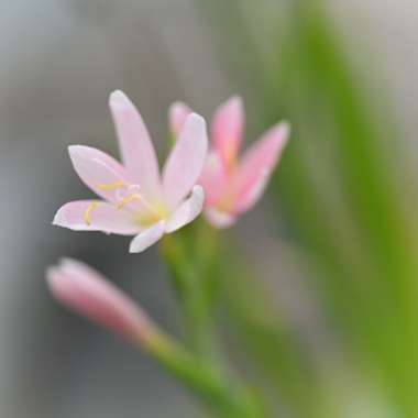Steve's garden