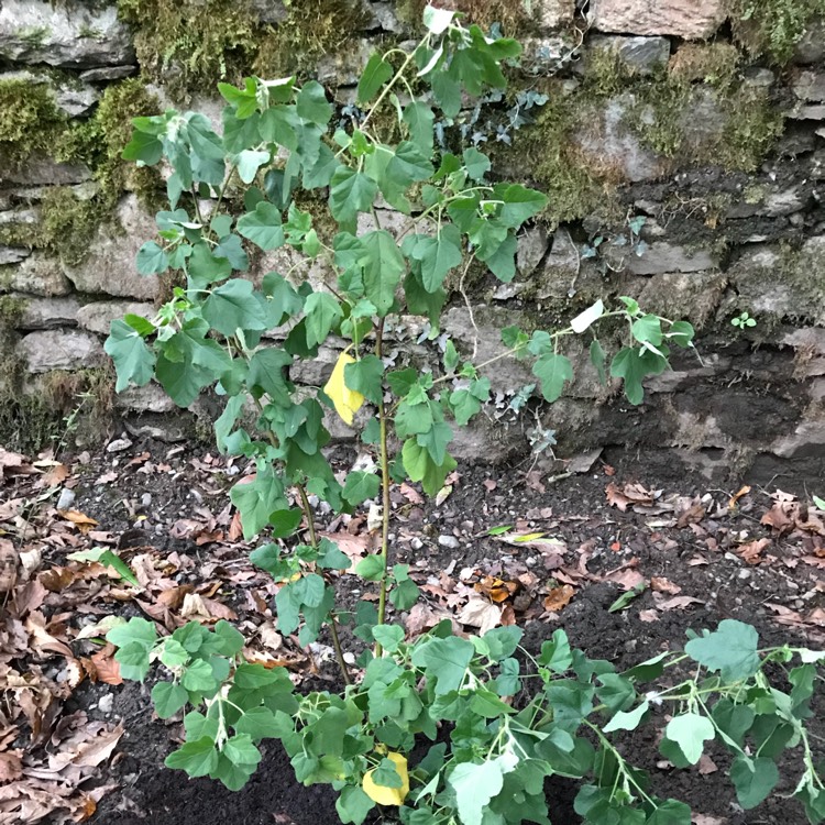 Plant image Lavatera x clementii 'Song Bird'