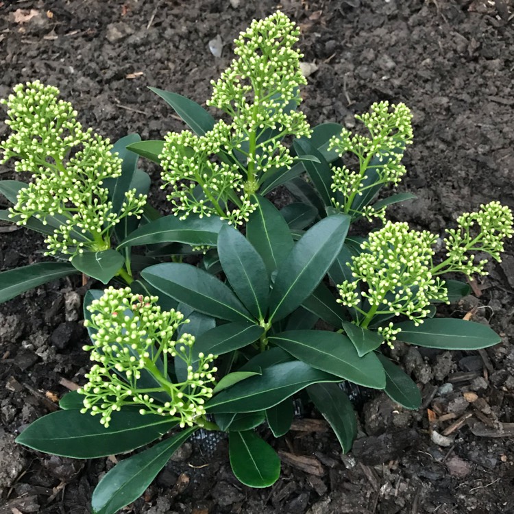 plant image 573091
