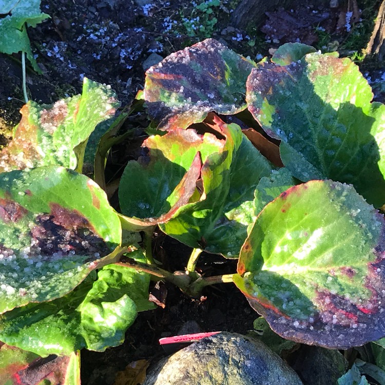 plant image 583237