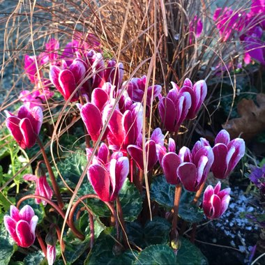 Cyclamen