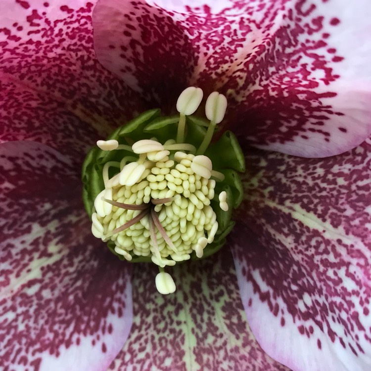 plant image 657357 plant image 657357