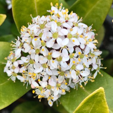Skimmia japonica 'Rubella'