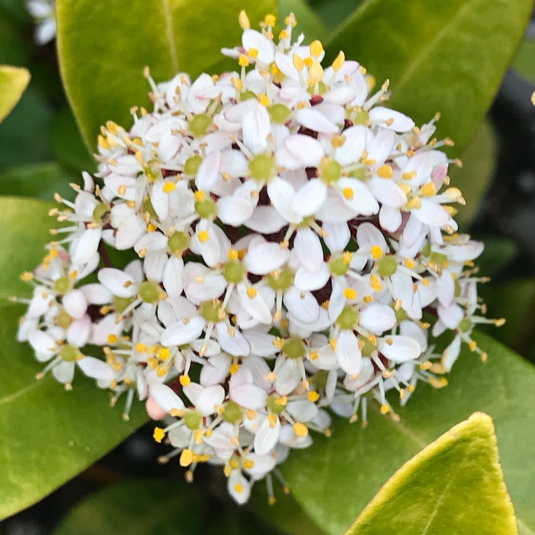 plant image 675176 plant image 675176