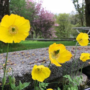 Meconopsis cambrica
