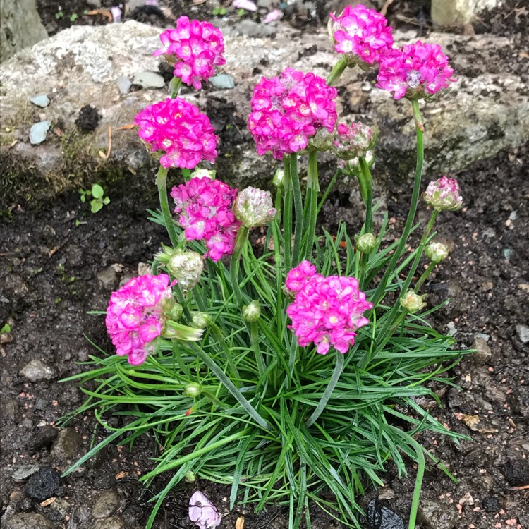 Plant image Armeria maritima 'Armada Rose'