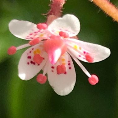 Saxifraga x urbium