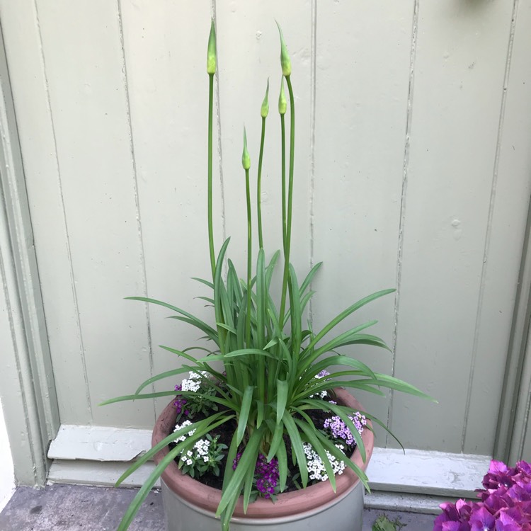 plant image 715466