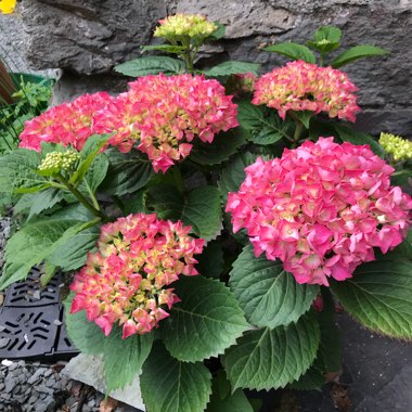 Hydrangea macrophylla 'Magical Ruby Red'