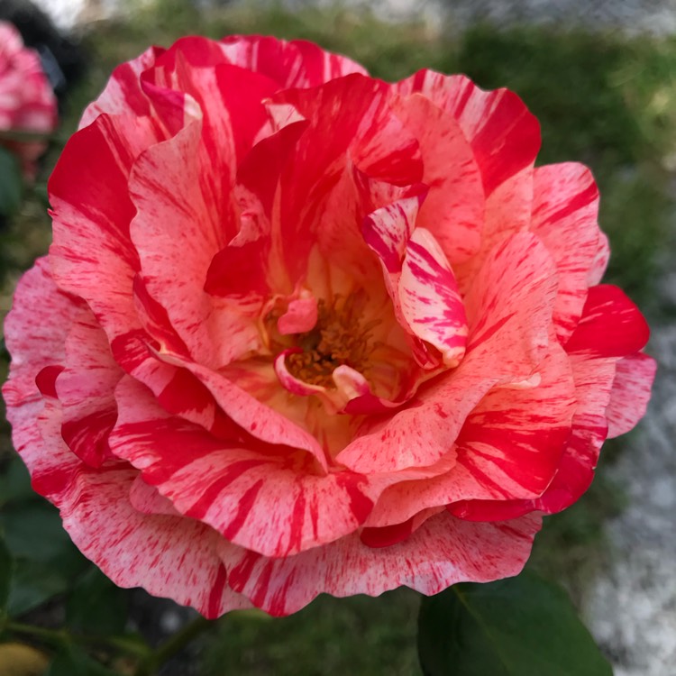 plant image 741252