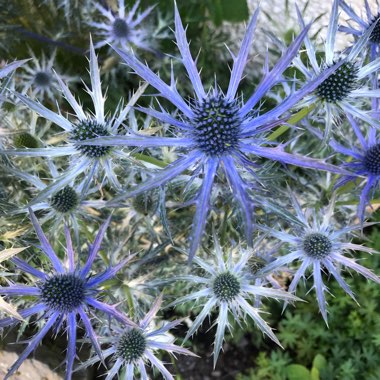 Eryngium
