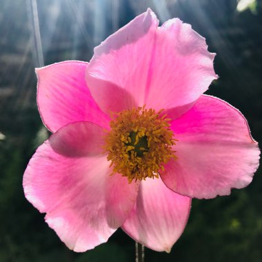 Anemone hupehensis syn. Anemone scabiosa