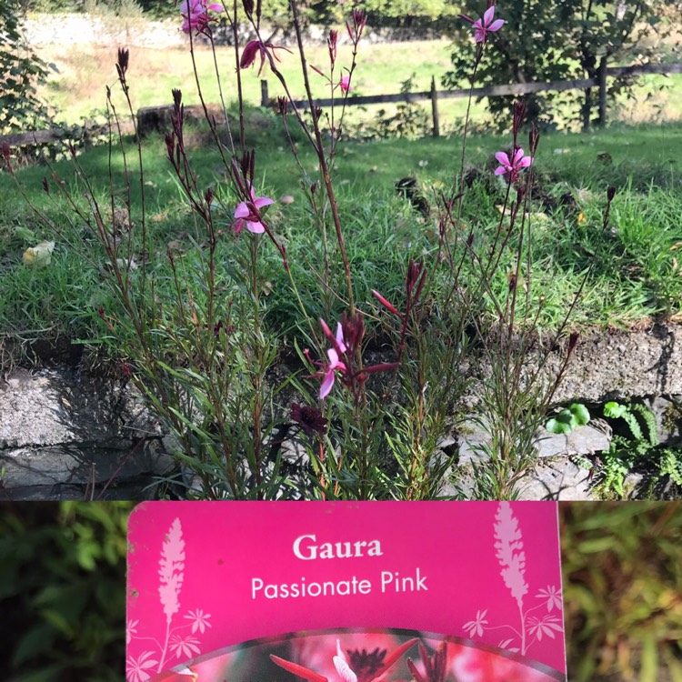 Plant image Oenothera lindheimeri 'Passionate Pink' syn. Gaura lindheimeri 'Passionate Pink'