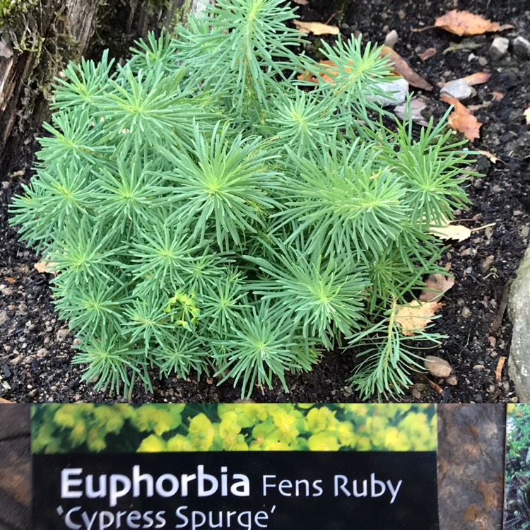 plant image 865429