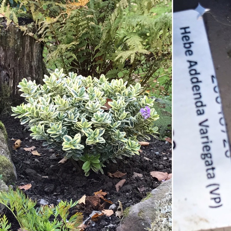 plant image 866296