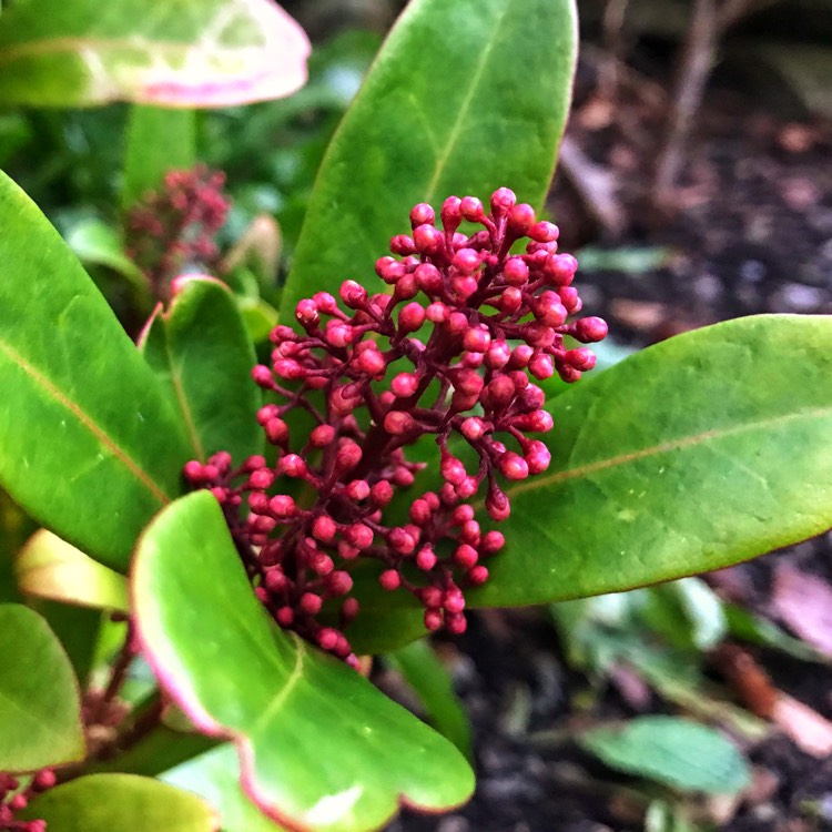 Plant image Skimmia japonica 'Rubella'
