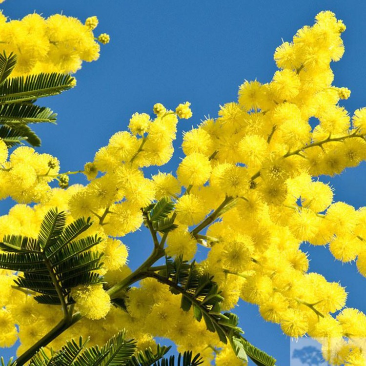Plant image Acacia dealbata 'Gaulois Astier'