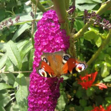 Marjorie's garden