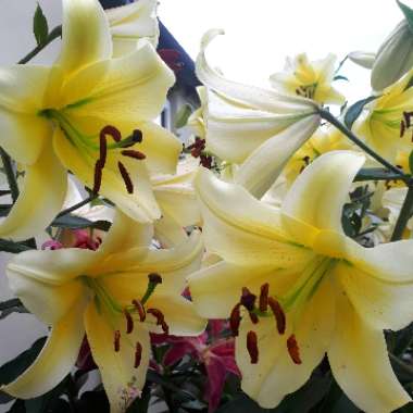 Marjorie's garden