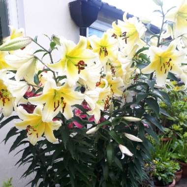 Marjorie's garden