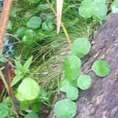 Marjorie's garden