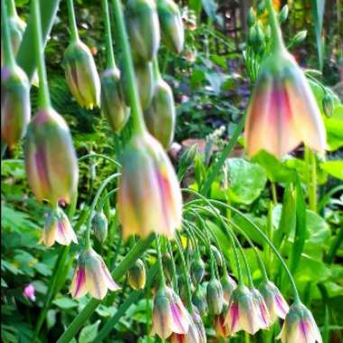 Allium (Species) Sicilian Honey Garlic
