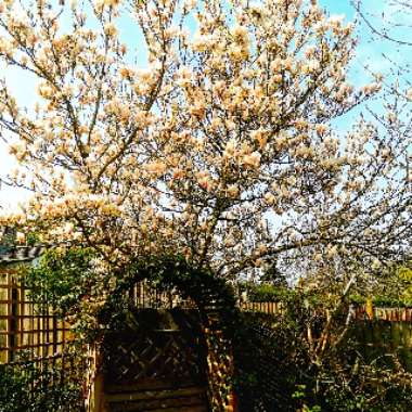 Marjorie's garden