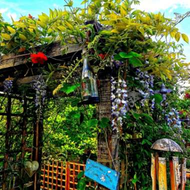 Marjorie's garden