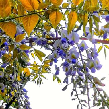 Marjorie's garden