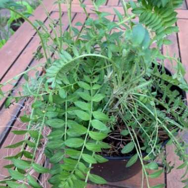 Marjorie's garden