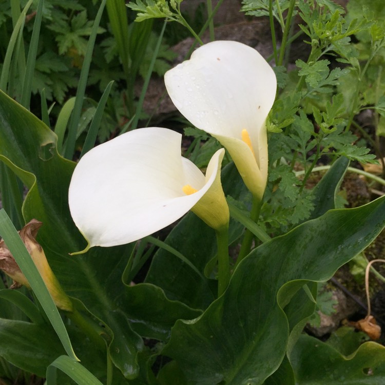 Plant image Zantedeschia aethiopica 'Crowborough'