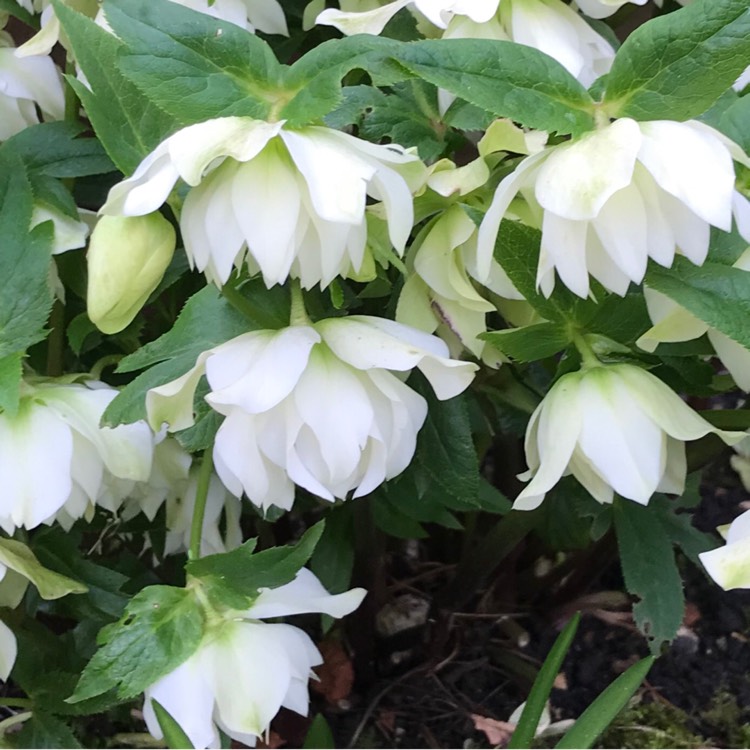 plant image 1235680