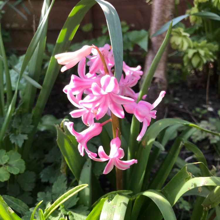 plant image 1250661