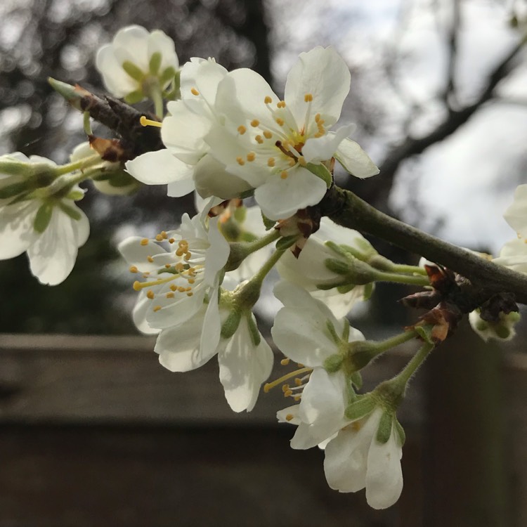 Plant image Prunus domestica 'Victoria'