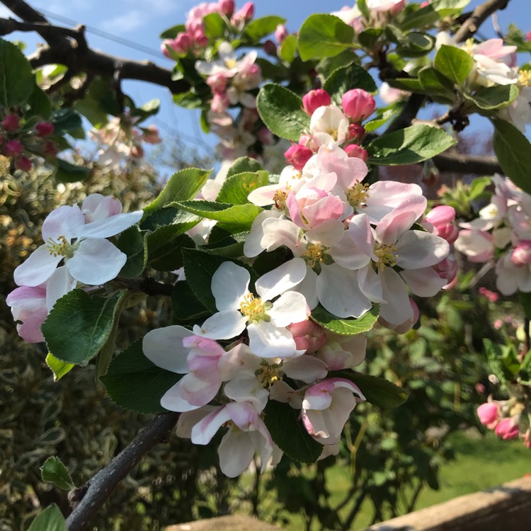 plant image 1270943