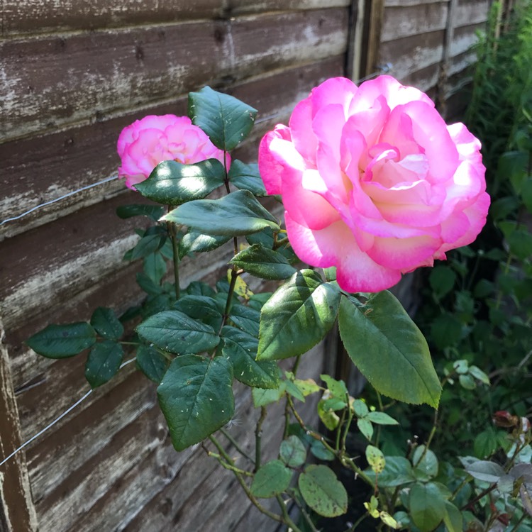plant image 1344581