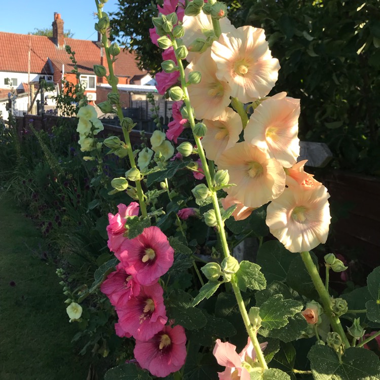 plant image 1609026