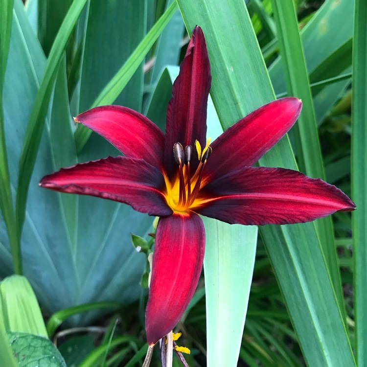 plant image 1609260 plant image 1609260