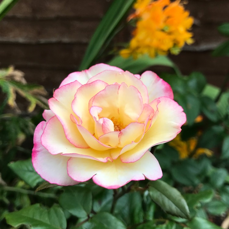 plant image 1614095